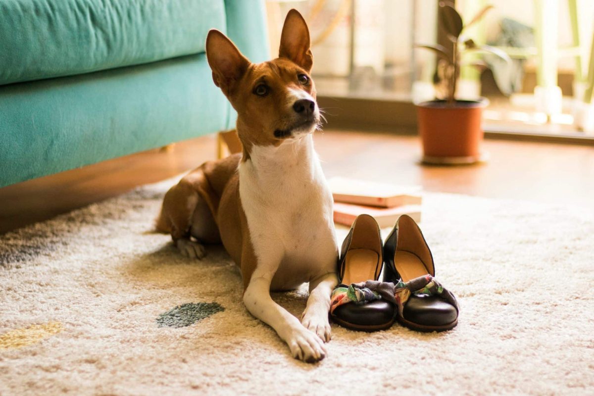 Basenji alert and composed showing naturally quiet and unique vocal behavior