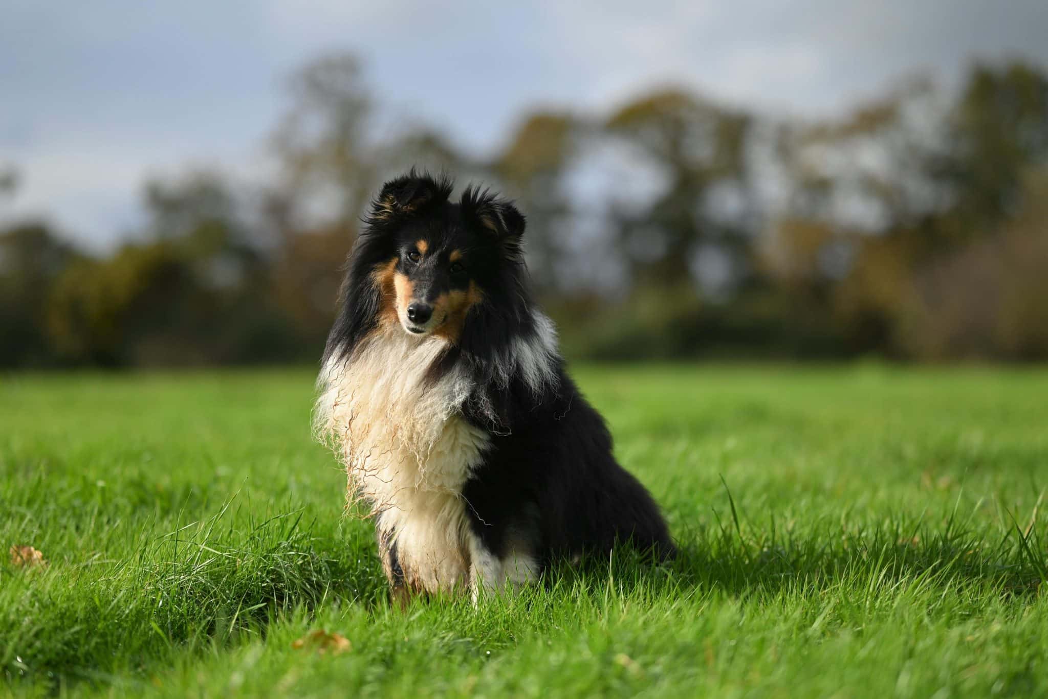 Shetland Sheepdog alert expression showing thoughtful and emotionally sensitive demeanor