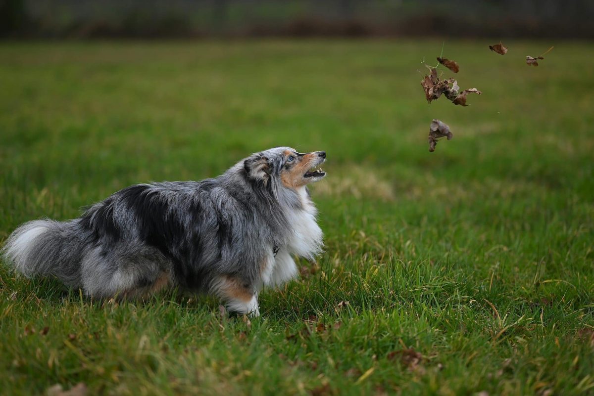 Shetland Sheepdog attentive and alert showing strong learning ability