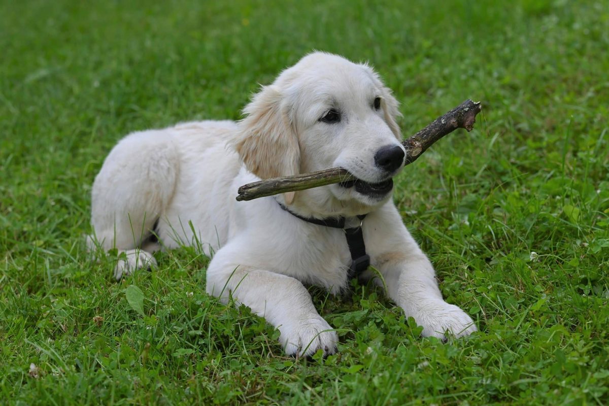 Golden Retriever calm and attentive showing gentle and easy to train personality