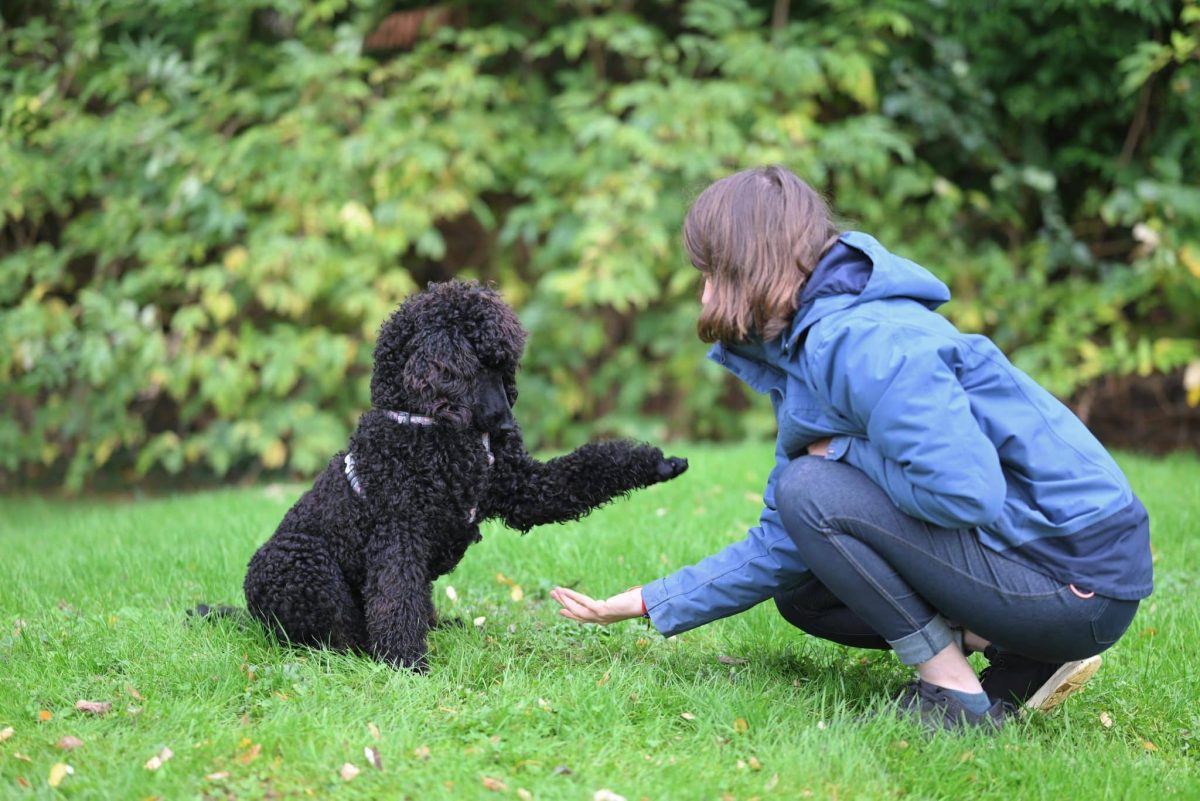 Poodle alert and intelligent showing quick learning and trainable behavior