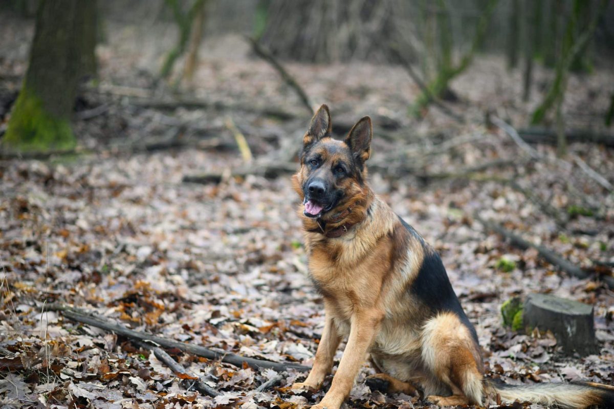 German Shepherd alert stance showing athletic confidence and endurance