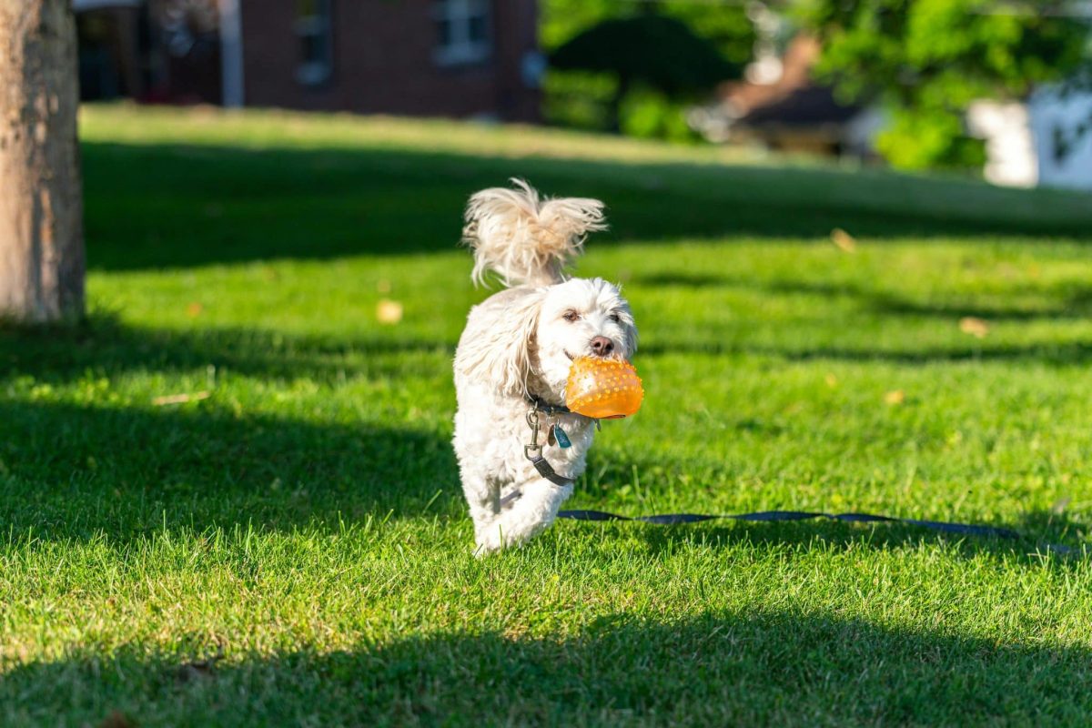 Attentive dog with focused eyes showing eagerness to learn and respond