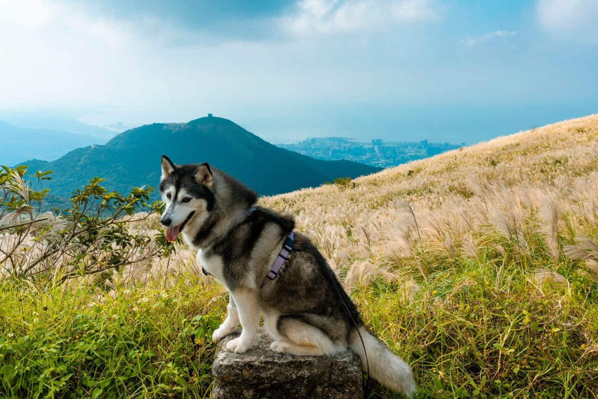 Siberian Husky energetic stance showing endurance and adventurous spirit