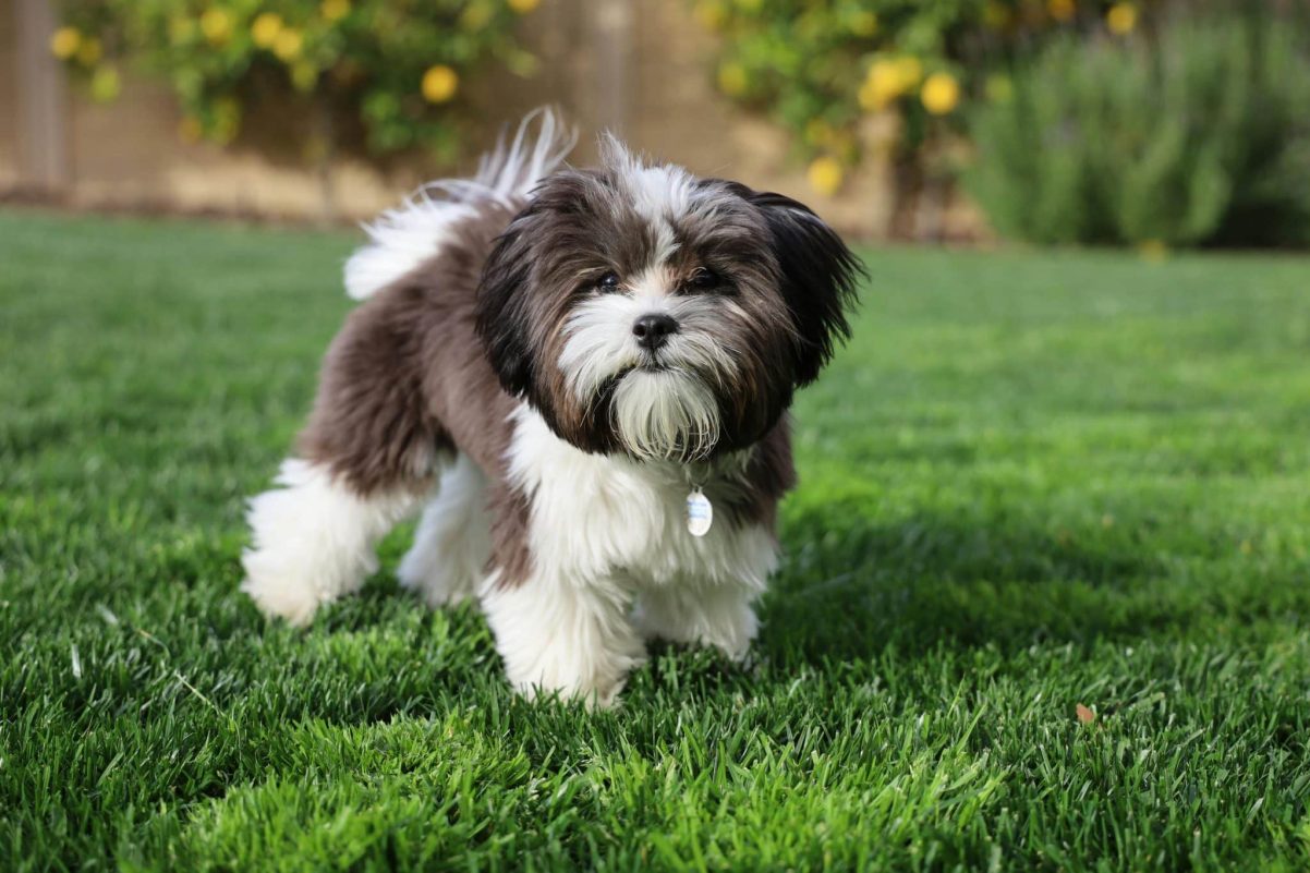 Shih Tzu's relaxed expression shows a charming and confident personality