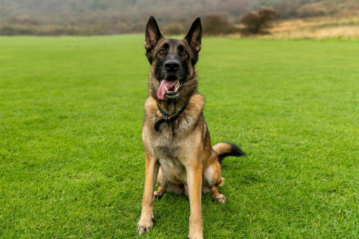 German Shepherd alert stance showing protective and devoted personality