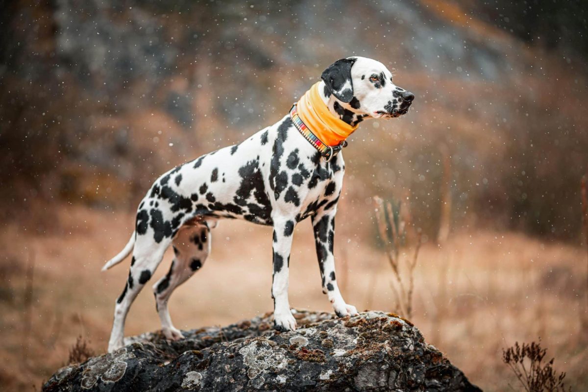 Dalmatian energetic movement showing stamina and adventurous personality