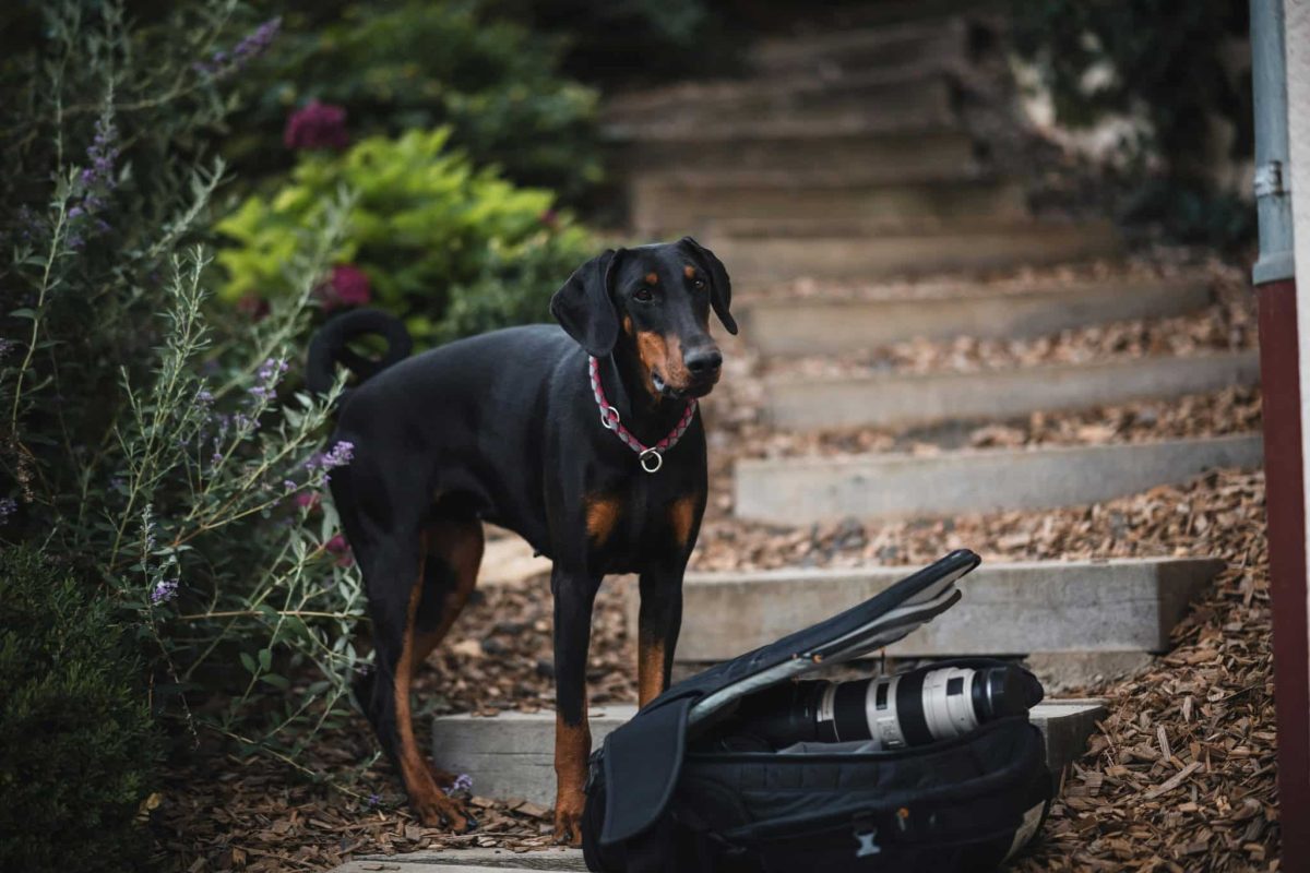 Doberman Pinscher alert stance showing sharp intelligence and quick thinking