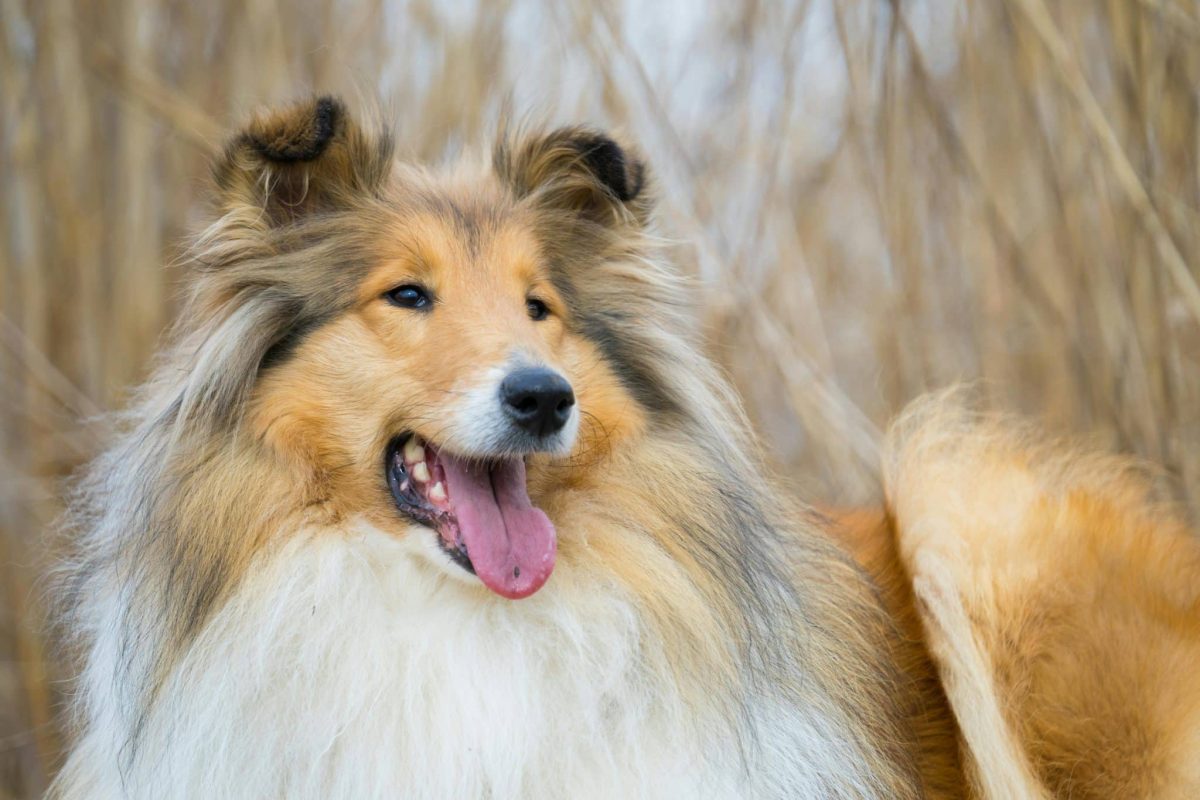 Collie gentle face showing loyal and family focused personality