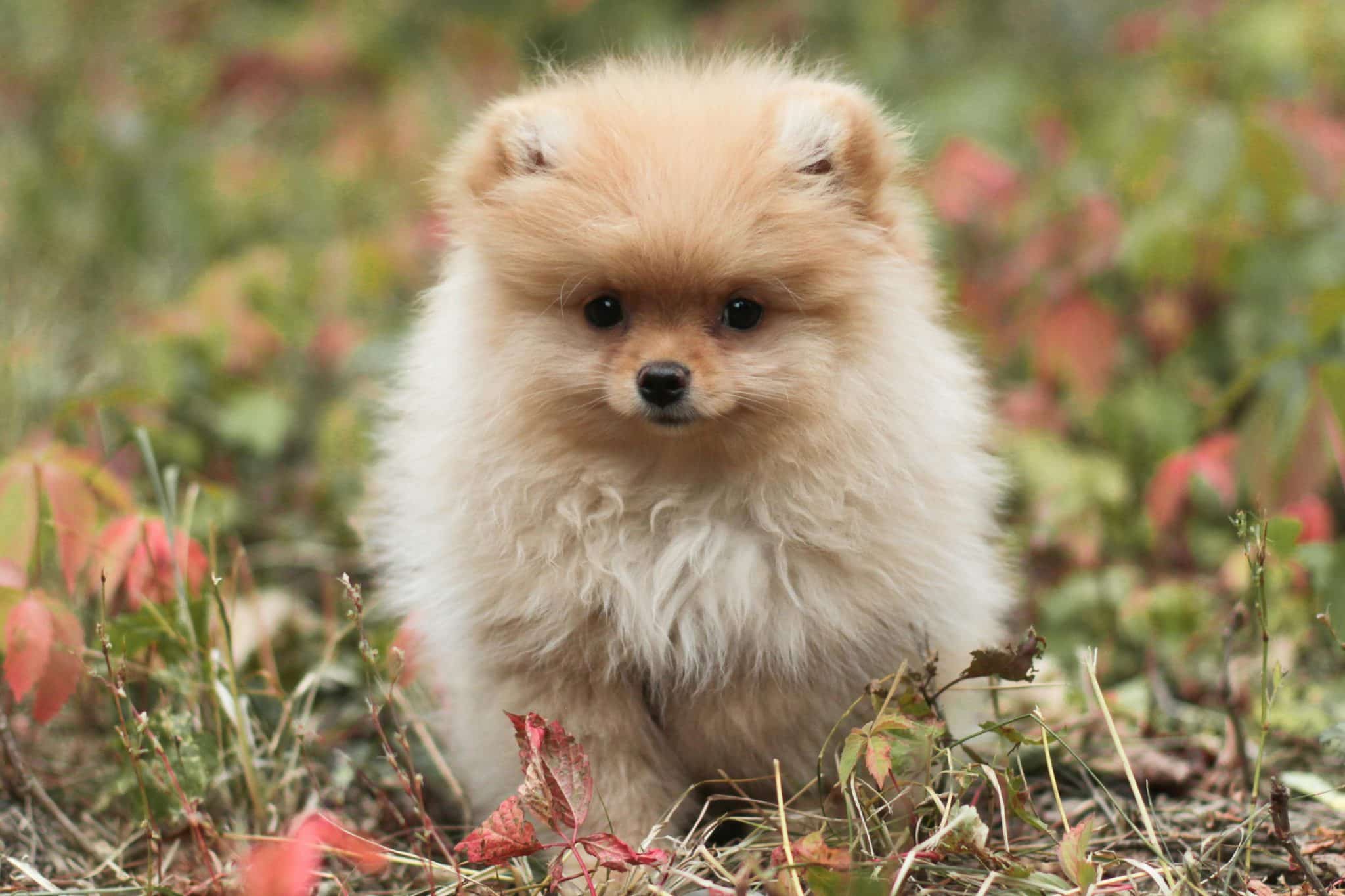 Pomeranian puppy tiny and fluffy showing lively and irresistibly cute personality