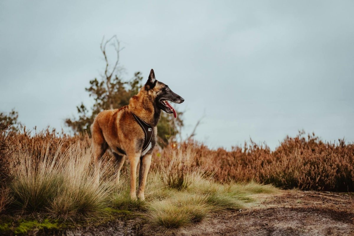 Belgian Malinois intense posture showing athletic power and endurance