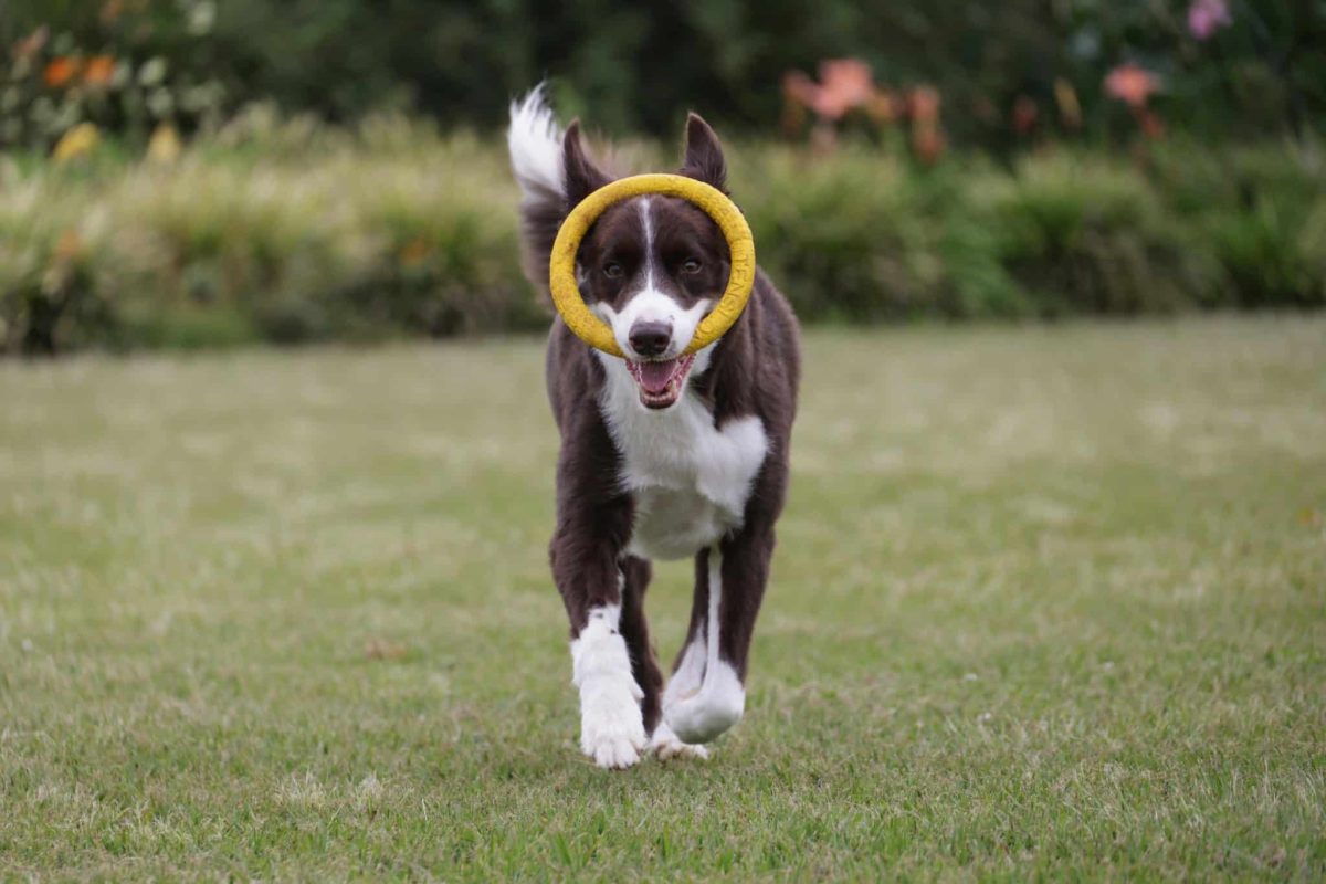 Border Collie focused gaze showing exceptional learning ability and responsiveness