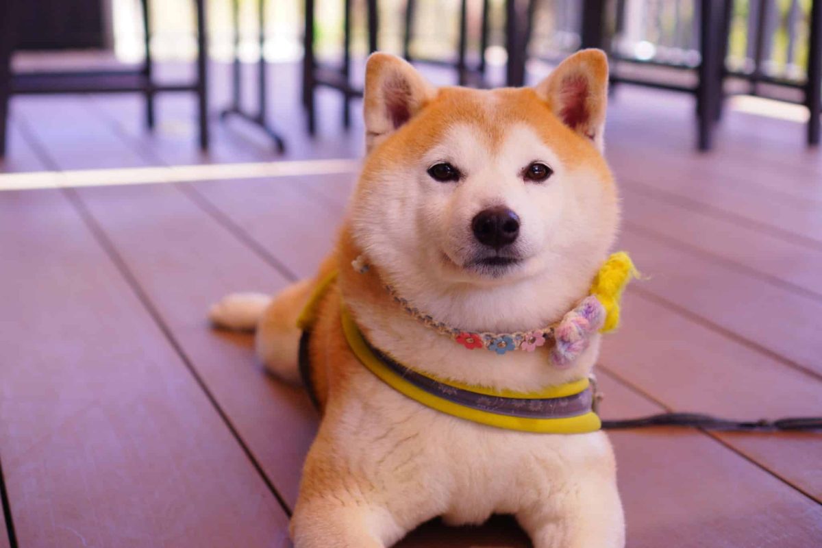 Shiba Inu alert posture showing independent and confident personality