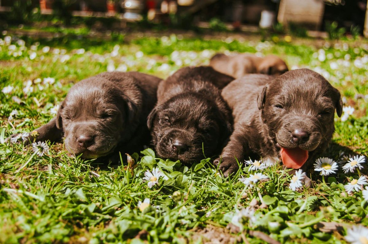 Labrador Retriever puppy soft coat showing friendly and playful expression