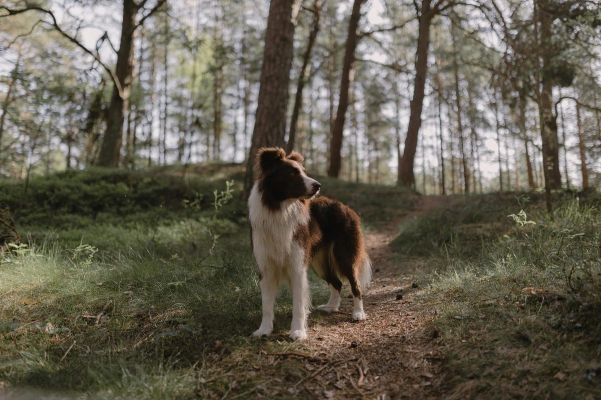 Border Collie focused stance showing intelligence and athletic endurance