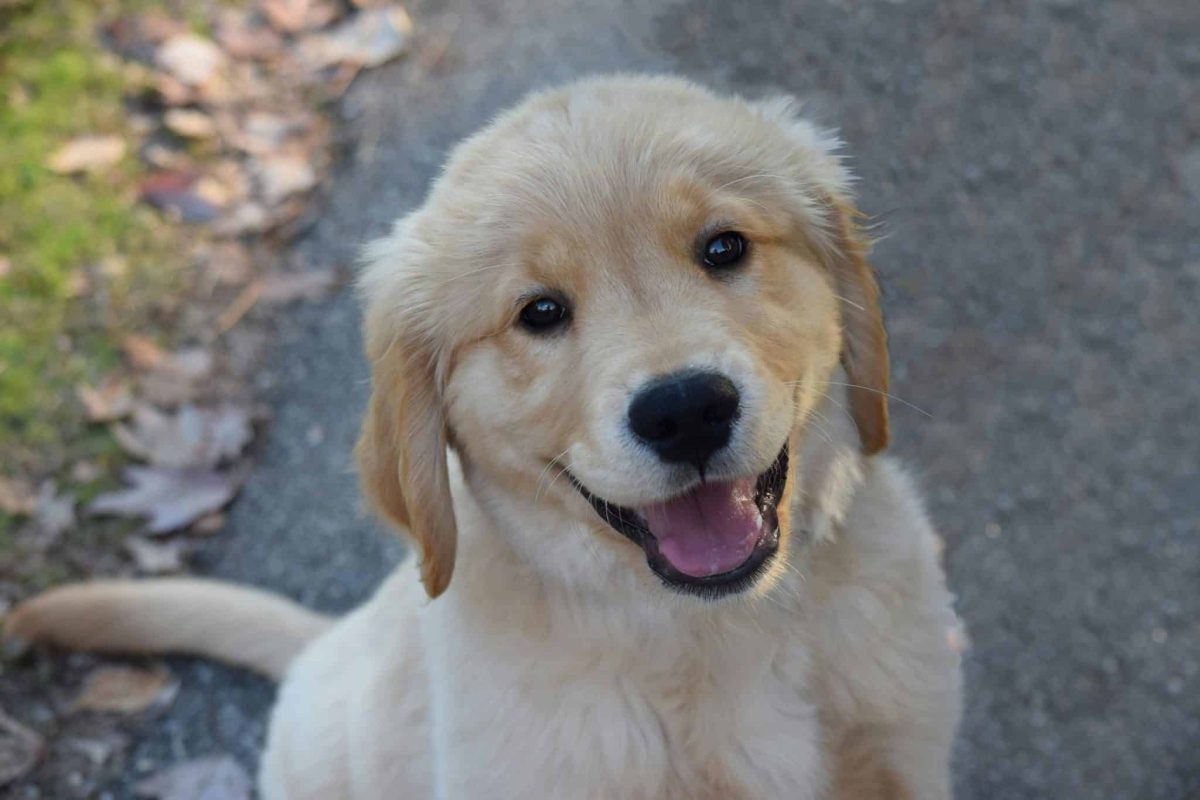 Golden Retriever gentle expression showing loyal and devoted personality