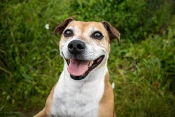 Happy dog enjoying treats from Amazon Prime Day deals