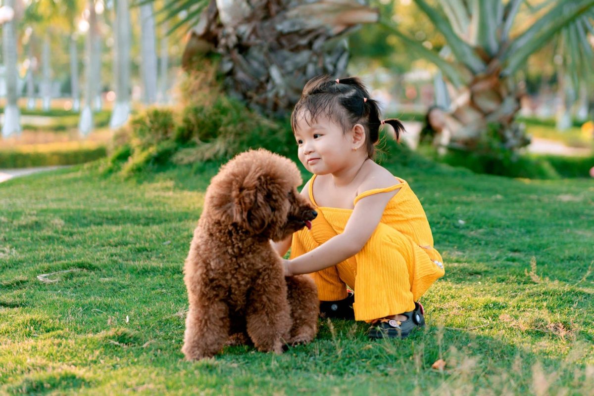 Poodle attentive expression showing intelligent and gentle personality