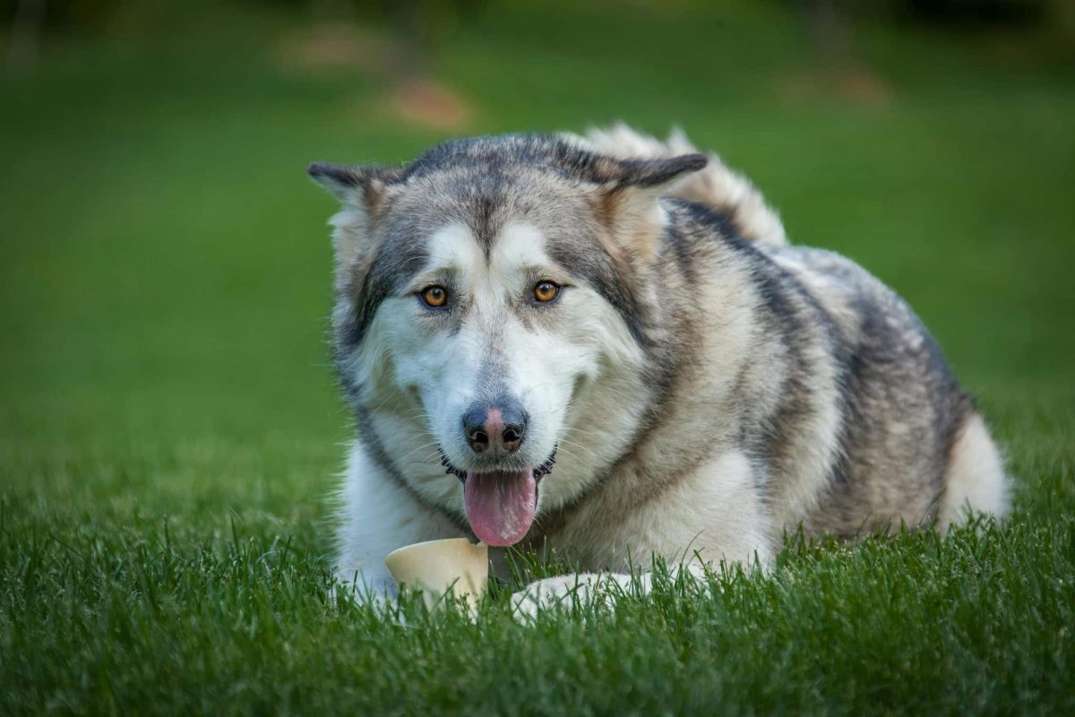 Alaskan Malamute strong stance showing independent and adventurous personality