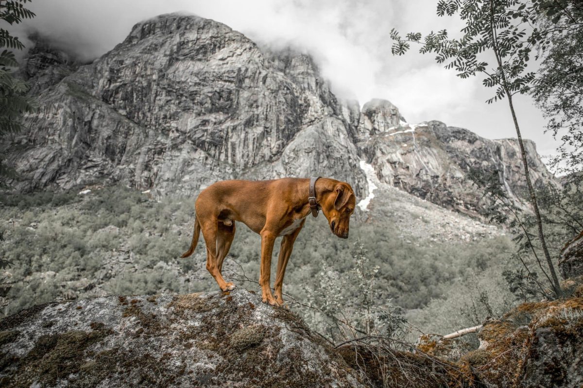 Vizsla energetic posture showing graceful athleticism and adventurous personality