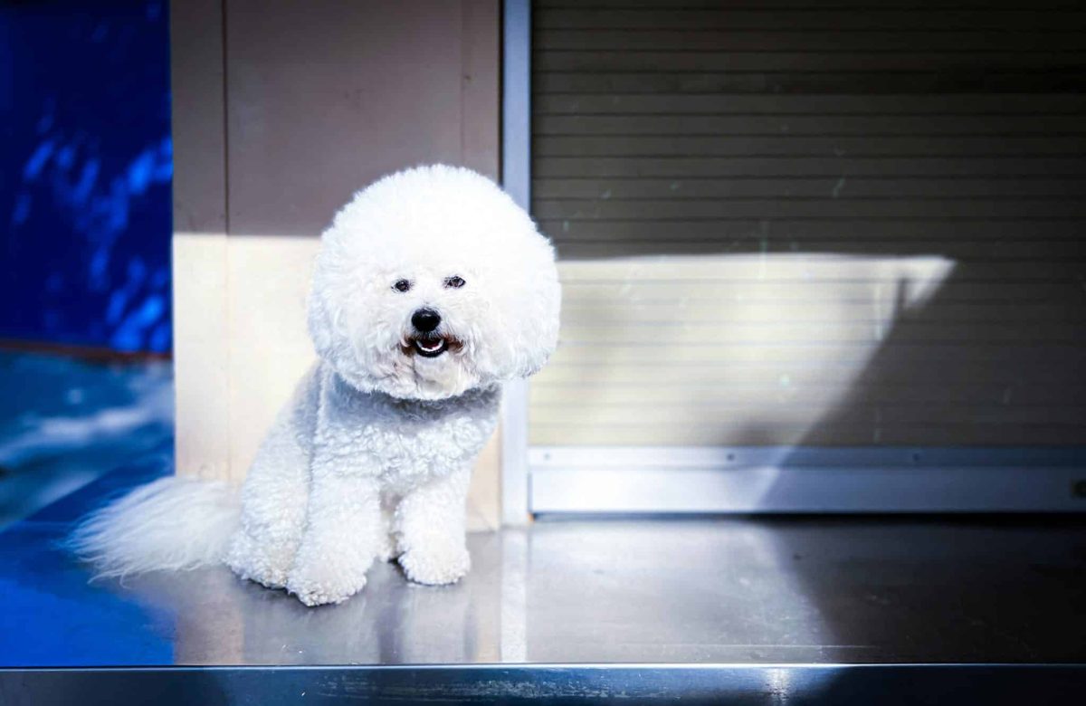 Bichon Frise cheerful expression showing gentle and playful personality
