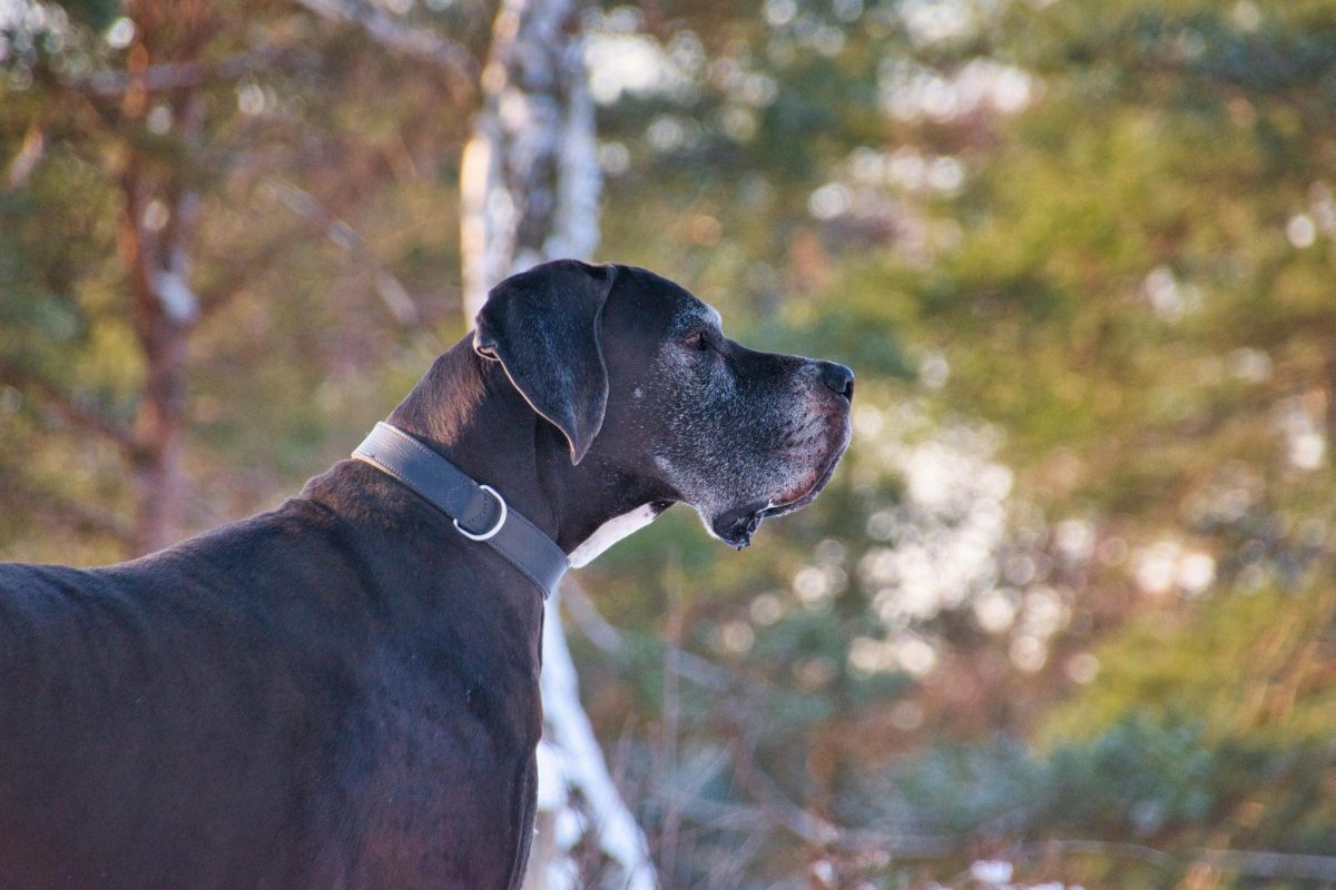 Great Dane tall and composed showing gentle yet confident presence