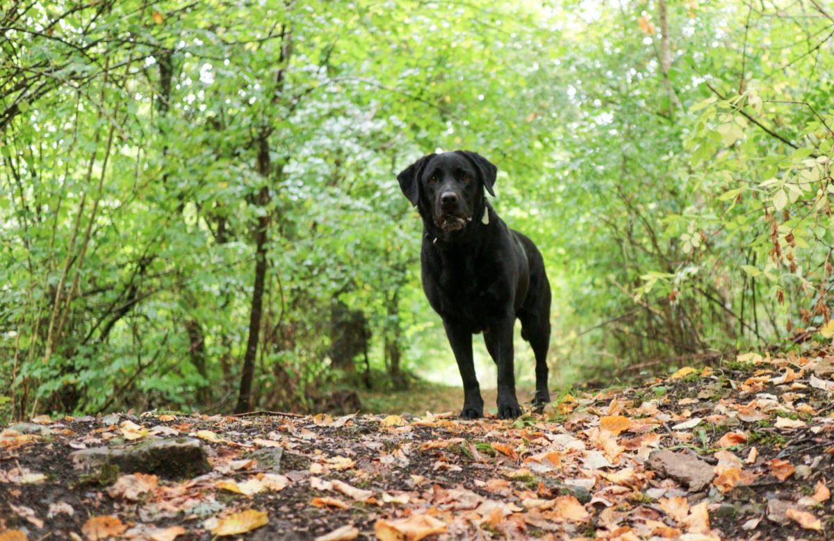Labrador Retriever active expression showing strong and adventurous nature
