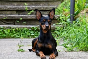 PetWireDaily — 13 Dog Breeds Known For Big Personalities In Small Bodies