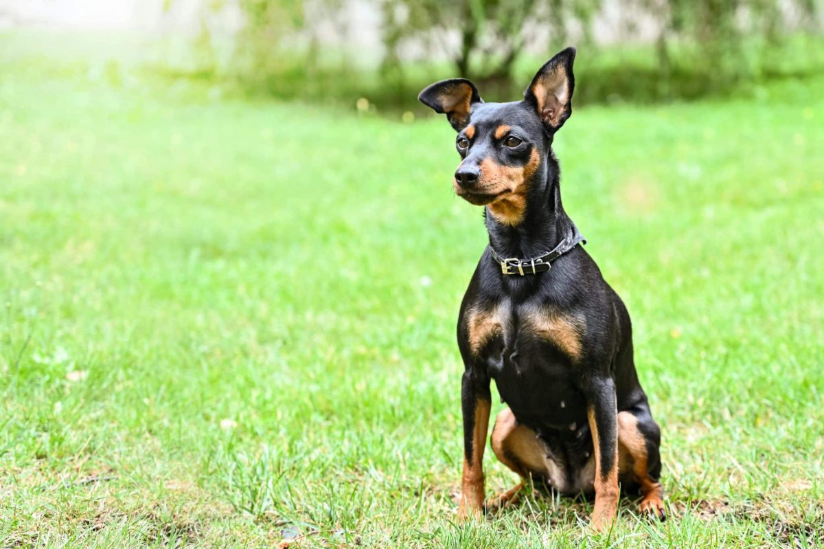 Miniature Pinscher proud posture showing bold and energetic personality