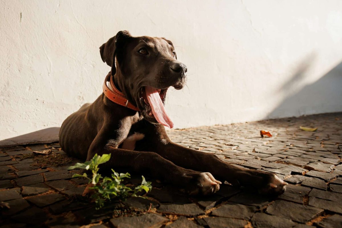 Great Dane calm and composed showing gentle and quiet presence
