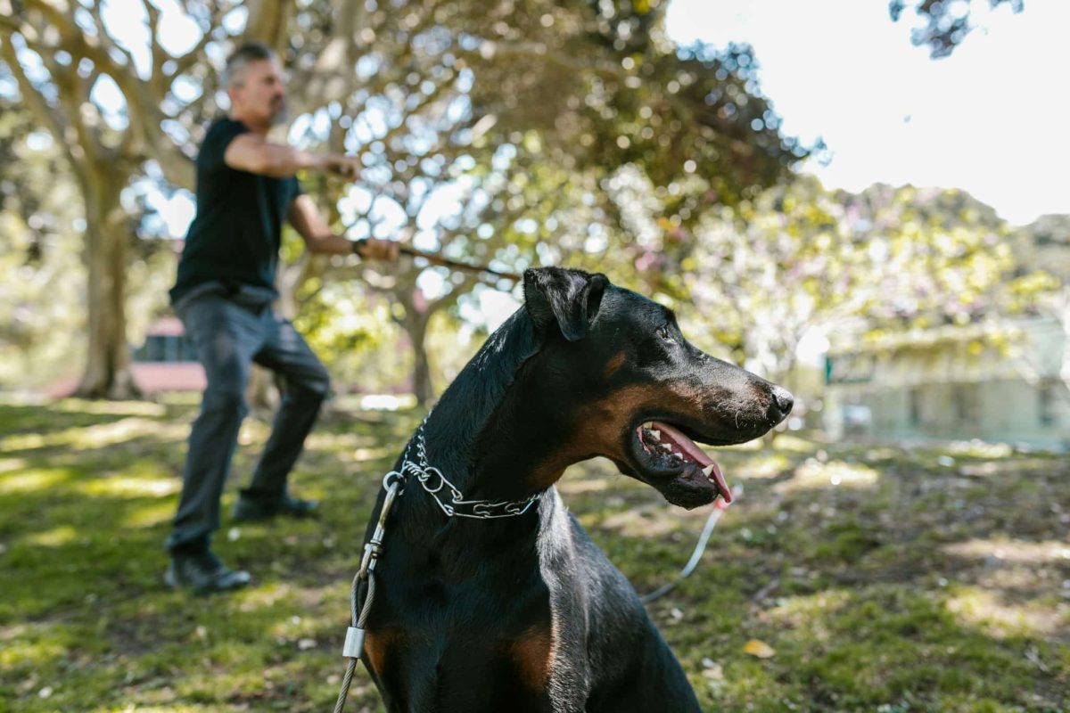 Doberman Pinscher focused and responsive showing strong trainability and awareness