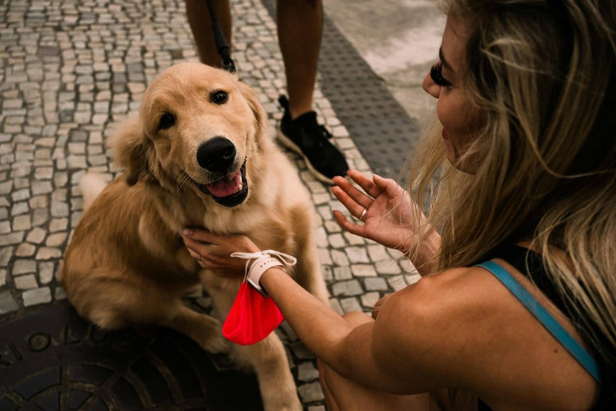 Golden Retriever smiling face showing affectionate and friendly demeanor