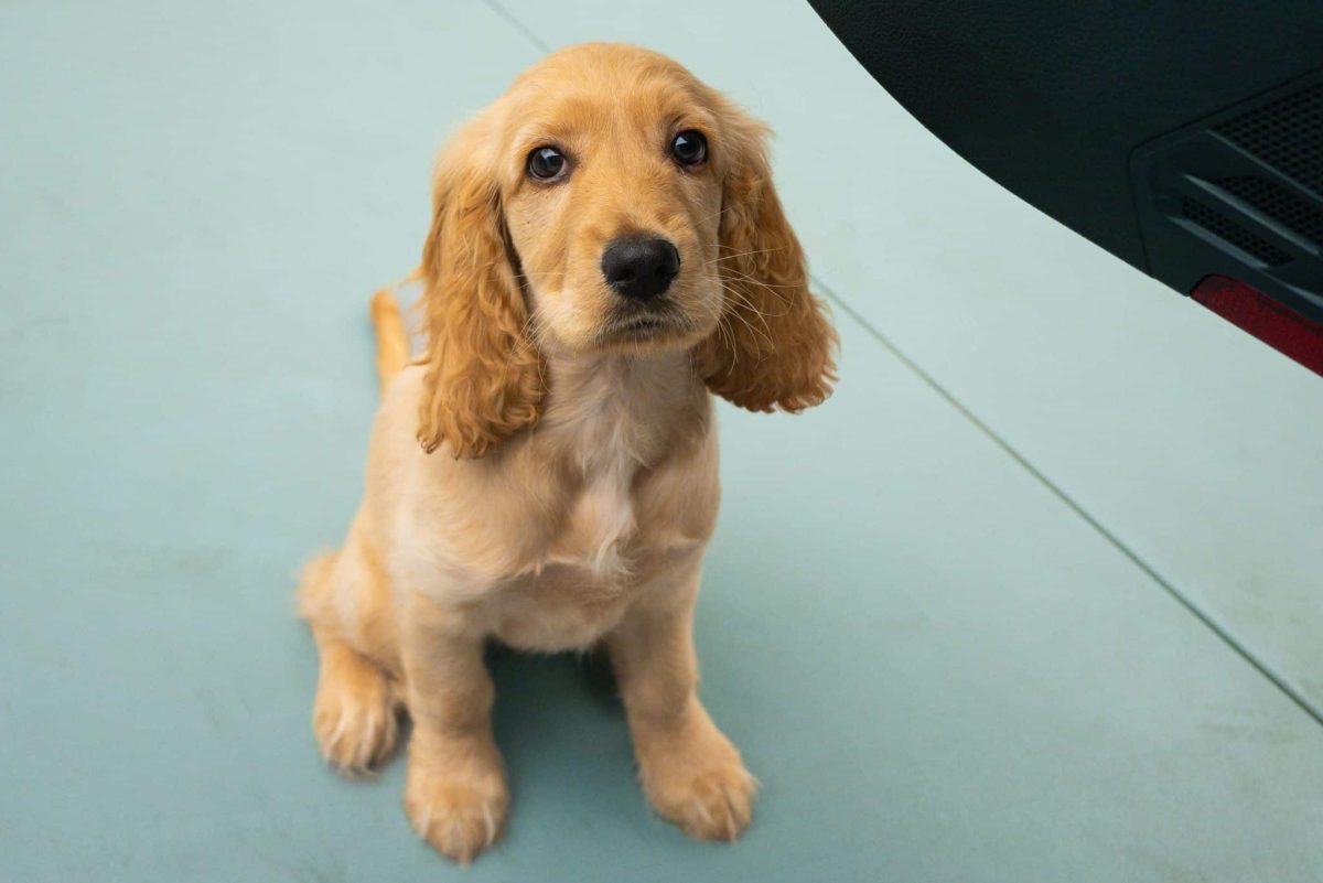 Cocker Spaniel gentle face showing emotional softness and affectionate nature