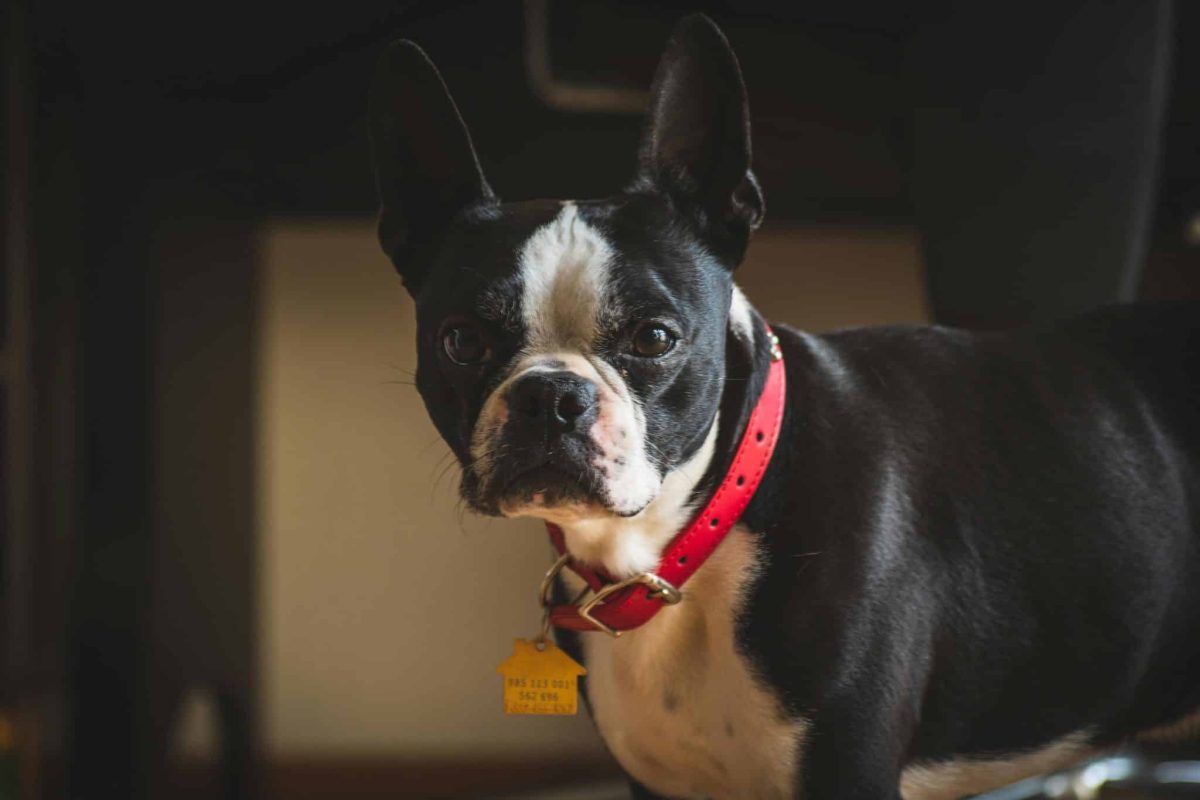 Boston Terrier cheerful expression showing lively and social personality