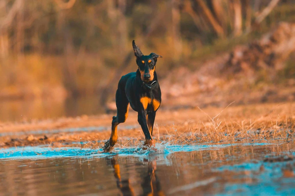 Doberman Pinscher alert and poised showing strong confident and fearless demeanor