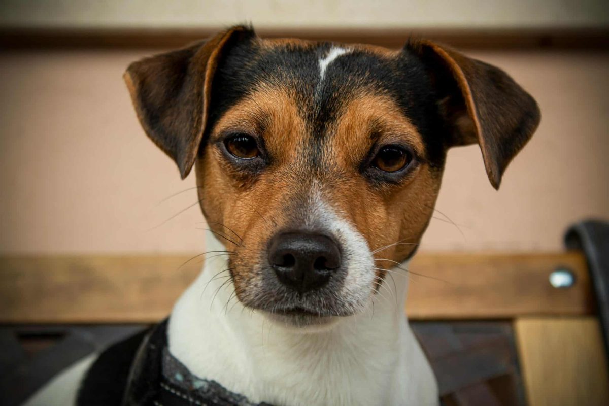 Jack Russell Terrier energetic stance showing fearless and lively personality