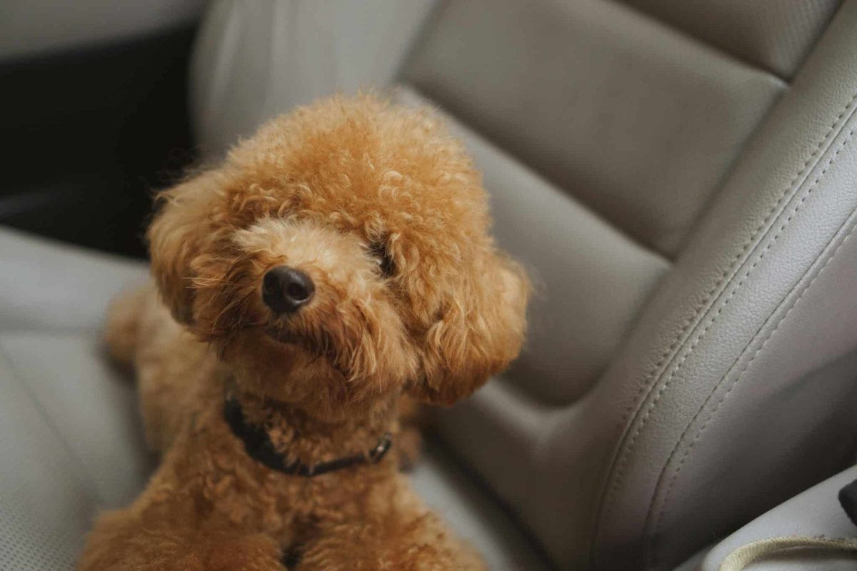 Poodle attentive eyes showing intelligent and emotionally aware personality