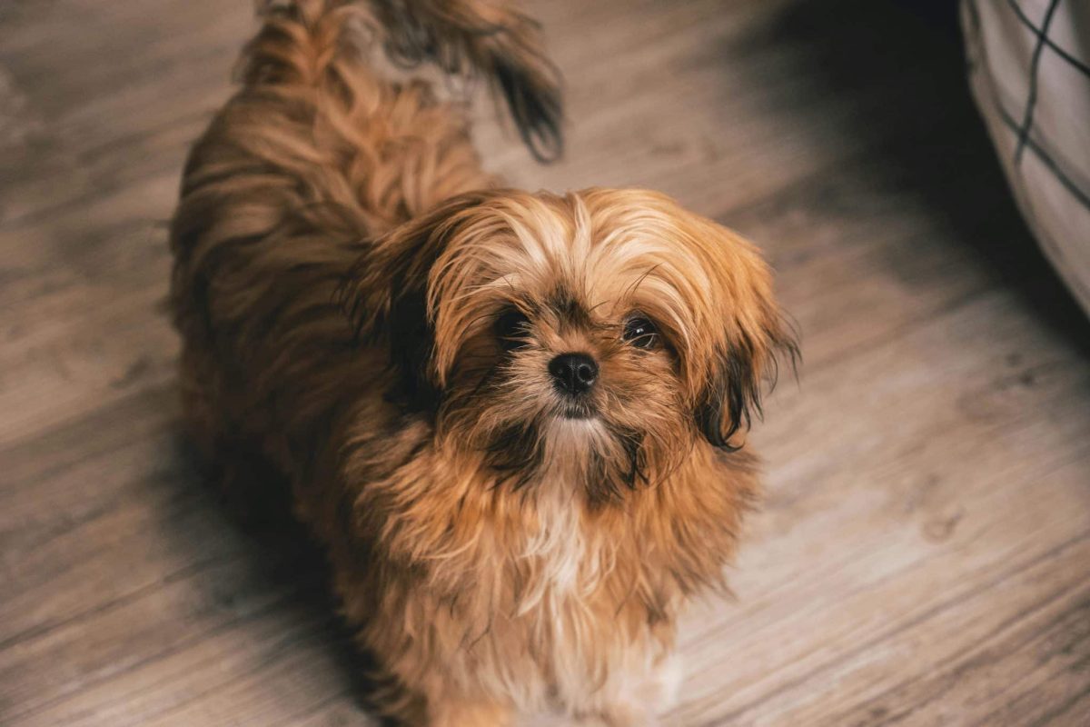 Shih Tzu calm and gentle showing quiet and relaxed personality