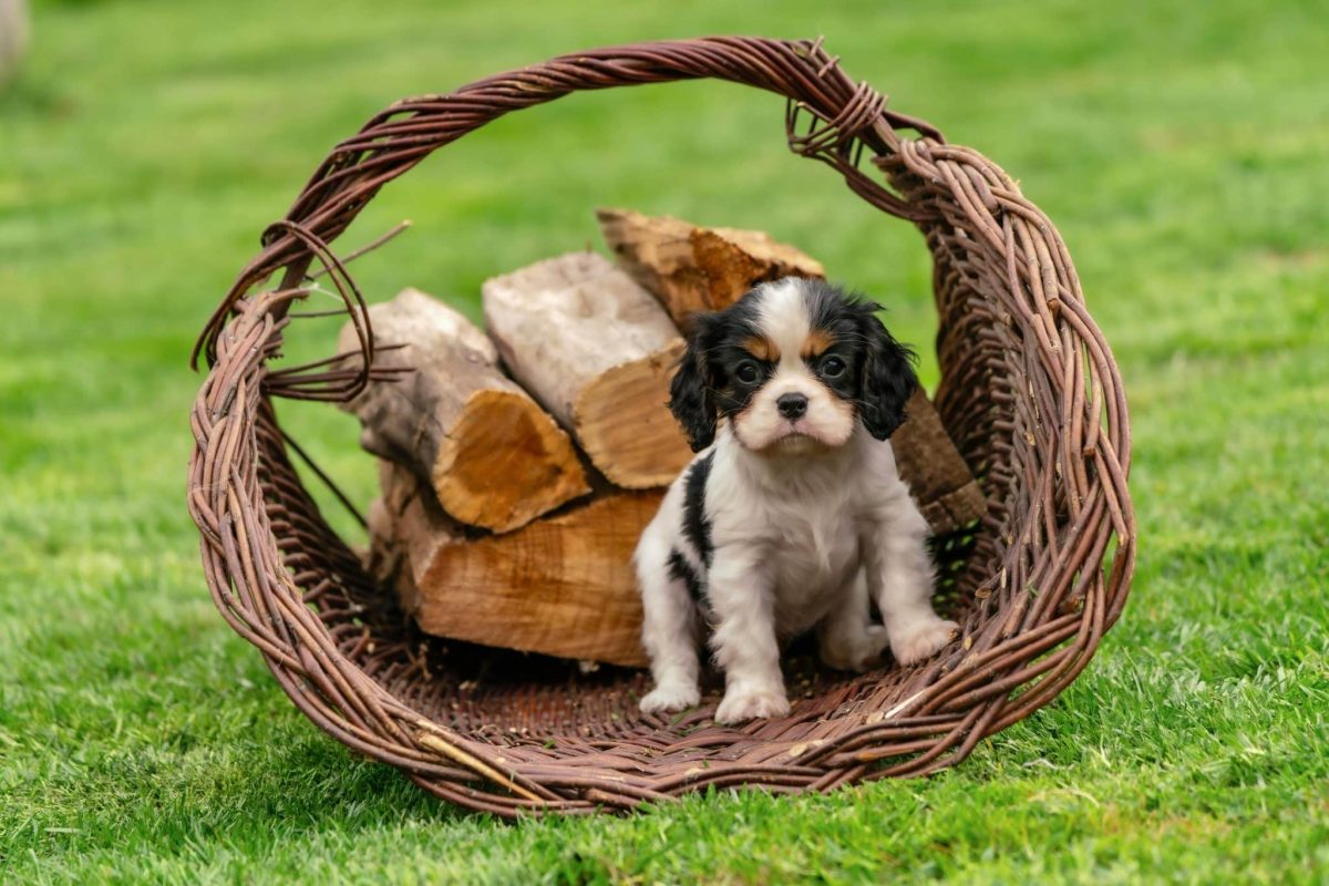 Cavalier King Charles Spaniel calm and gentle showing quiet affectionate personality