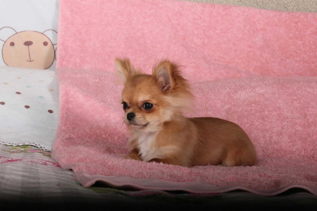 Chihuahua alert expression showing bold and oversized personality