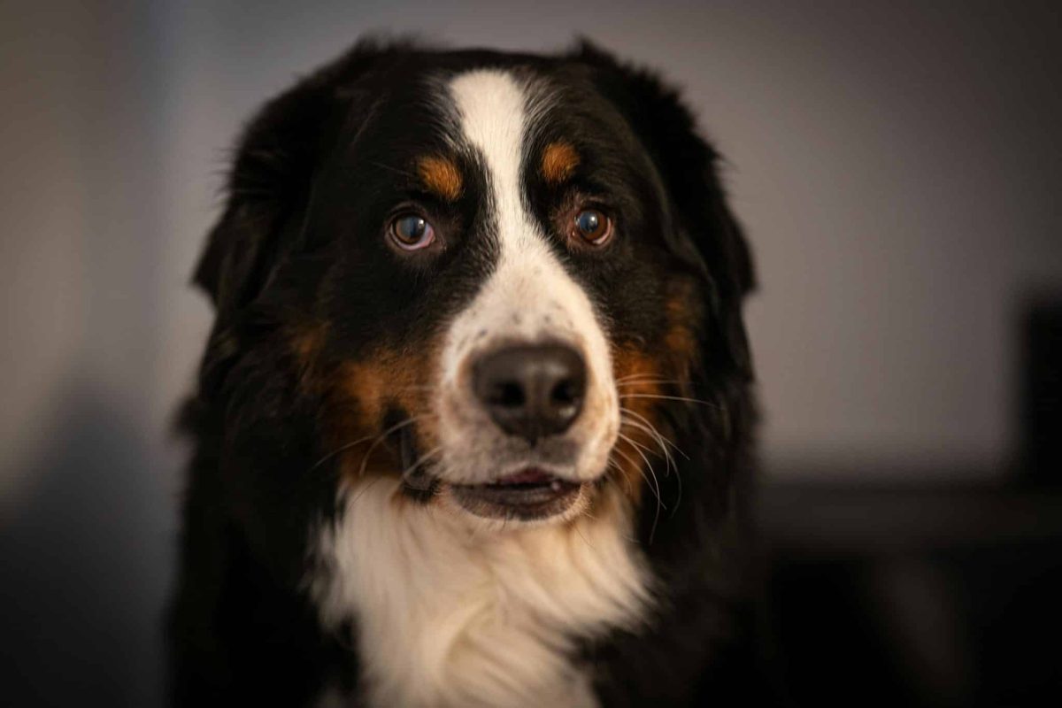 Bernese Mountain Dog calm and gentle showing quiet and steady personality