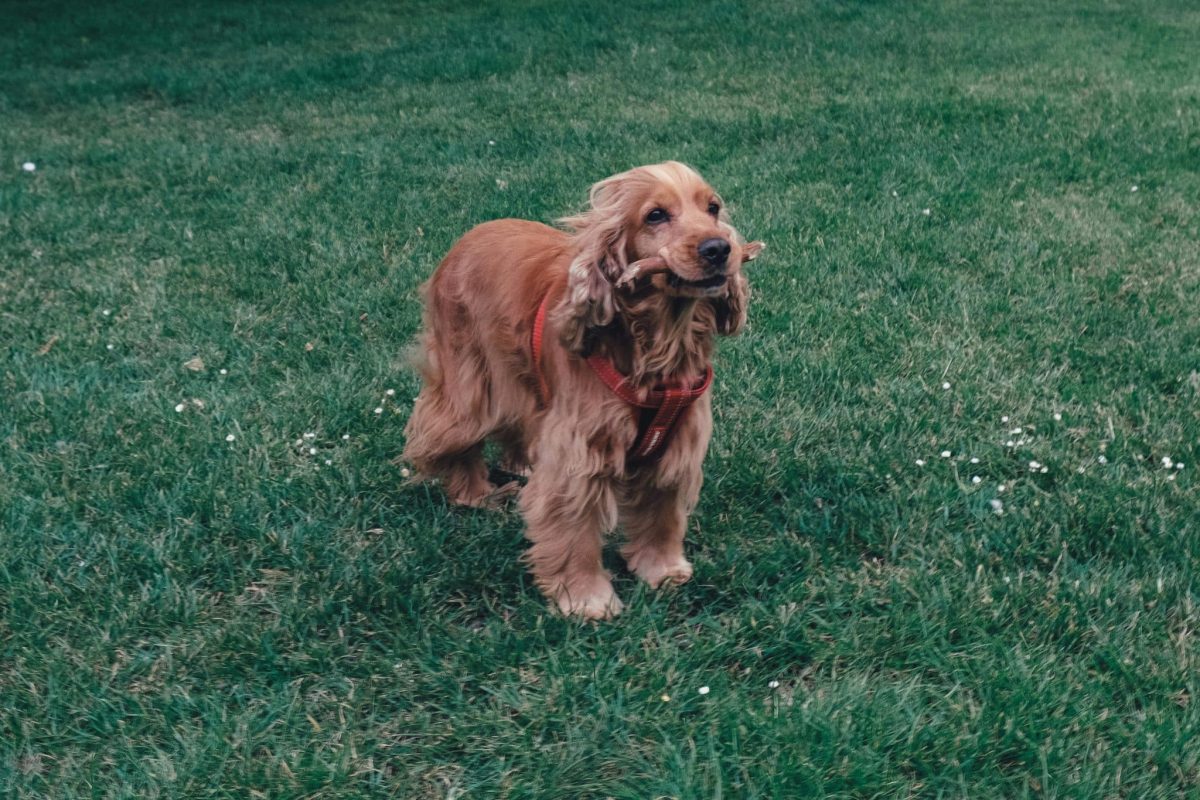 Cocker Spaniel gentle and attentive showing cooperative and trainable behavior