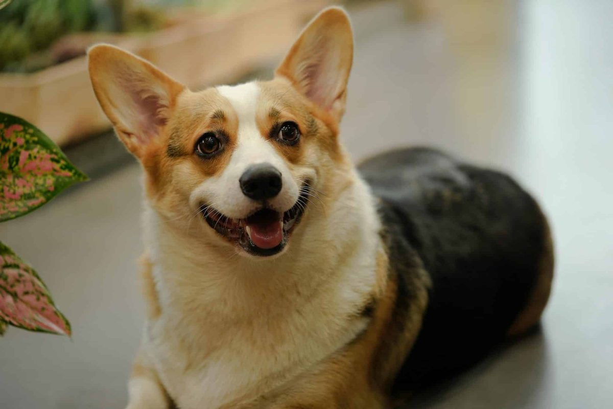 Pembroke Welsh Corgi alert expression showing playful and confident personality