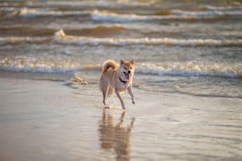 PetWireDaily — 15 Independent Dog Breeds That Prefer Space And Freedom