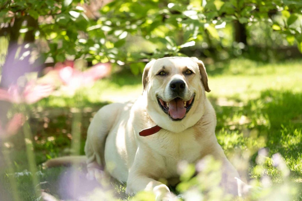 Labrador Retriever friendly posture showing affectionate and loyal personality