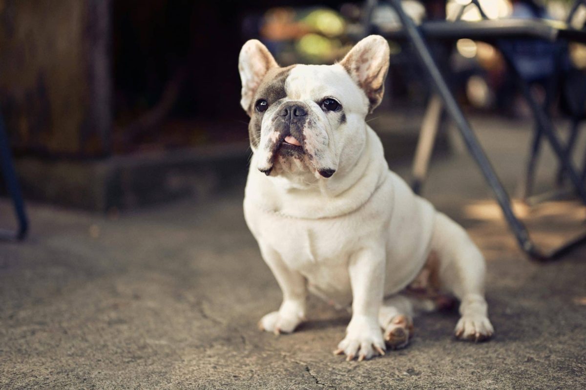 French Bulldog relaxed expression showing quiet and low energy demeanor