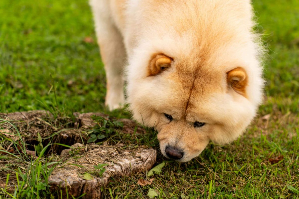 Chow Chow calm posture showing independent and reserved personality
