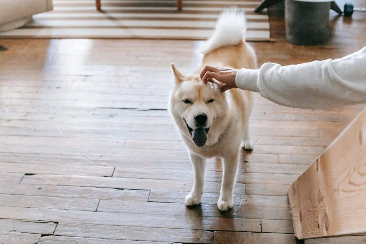 Akita calm posture showing loyal and protective personality