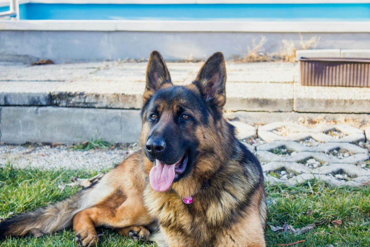 German Shepherd focused expression showing emotional awareness and strong loyalty