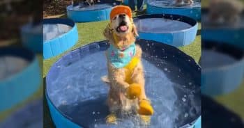 PetWireDaily — Hundreds of Dogs Make a Splash at Record-Breaking Pool Party